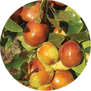 Premium Jujubes