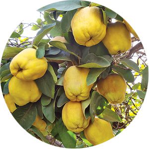 Premium Quinces